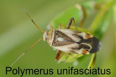 Polymerus unifasciatus