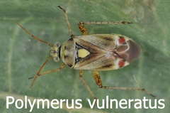 Polymerus vulneratus