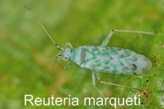 Reuteria marqueti
