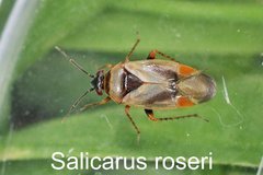 Salicarus roseri