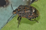 Holcogaster fibulata